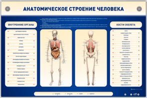 Электрифицированный стенд-тренажер c макетом скелета "Анатомическое строение человека" - fgospostavki.ru - Шуя