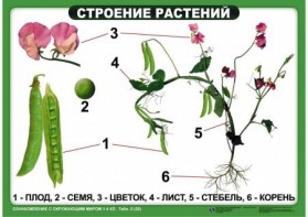 Комплект таблиц "Ознакомление с окружающим миром 1-4 класс" - fgospostavki.ru - Шуя