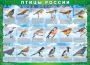 Комплект таблиц "Птицы России (4 листа)" (100х140 сантиметров, винил) - fgospostavki.ru - Шуя