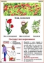Комплект кодотранспарантов "Ядовитые растения" - fgospostavki.ru - Шуя