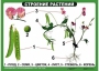 Комплект таблиц "Ознакомление с окружающим миром 1-4 класс" - fgospostavki.ru - Шуя
